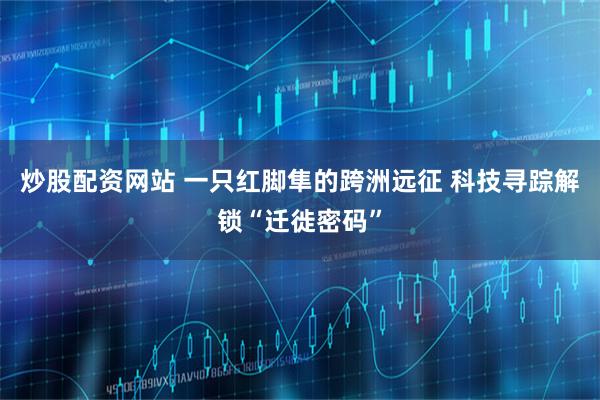 炒股配资网站 一只红脚隼的跨洲远征 科技寻踪解锁“迁徙密码”